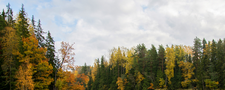 Höstfärger runt en sjö. 