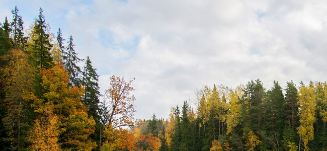 Höstfärger runt en sjö. 