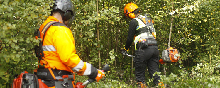 Två som kör med röjsåg i lövbestånd. Foto: Josefina Sköld