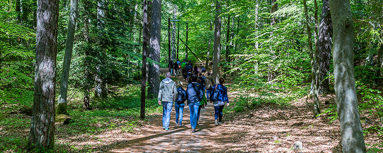 A group of people walking on a road in the forest Brunnsskogen.