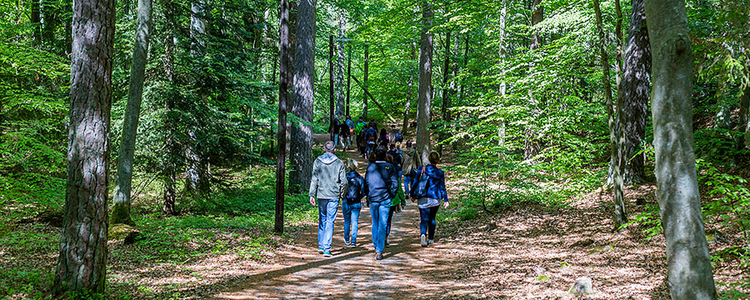 A group of people walking on a road in the forest Brunnsskogen.
