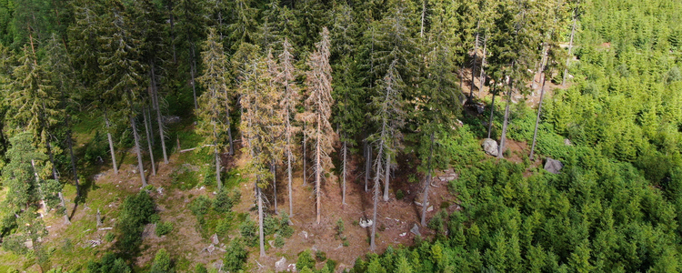 Barkborreangrepp bl.a. från drönare, åtta veckor från angrepp. Fotograferat 28 juni 2019 av Lennart Svensson.