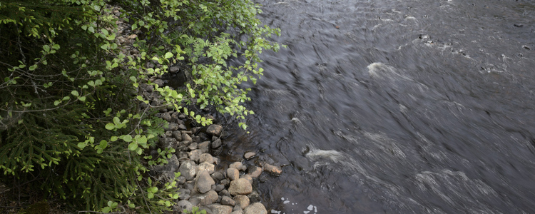 Besök vid demoslingan vid Svanån i maj 2018. Foto: Tomas Järnetun