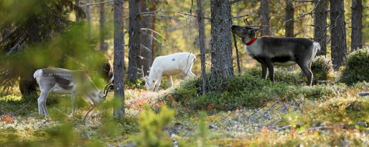 Betande renar. Foto: André Nyström