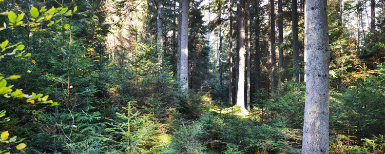Blädning Bjälkarp