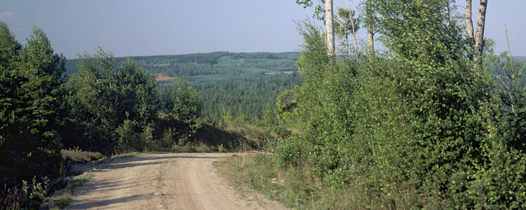 Väg i skogslandskap.  Foto: Michael Ekstrand