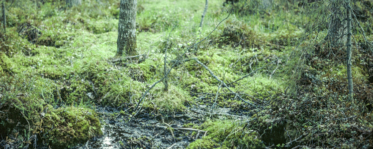 Gransumpskog.  Foto: Michael Ekstrand