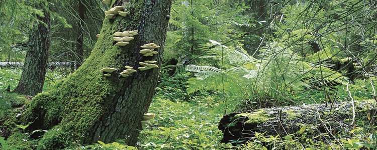 Trådticka på granhögstubbe.