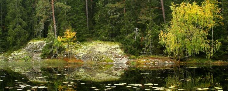 Sjö och skog.