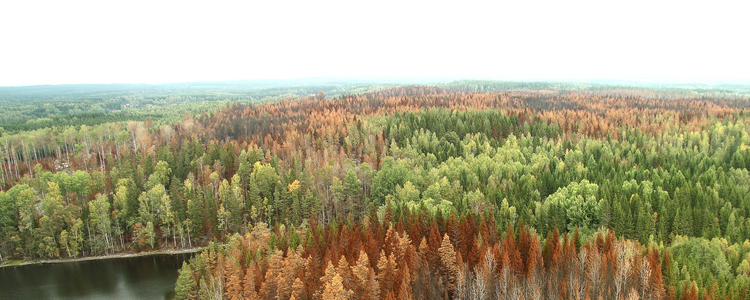 Flygfoto över skog. 