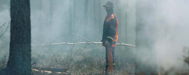 Brandrök i skog.