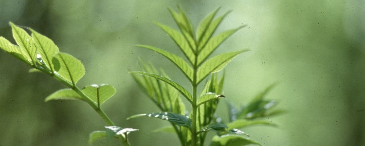 Askplanta.