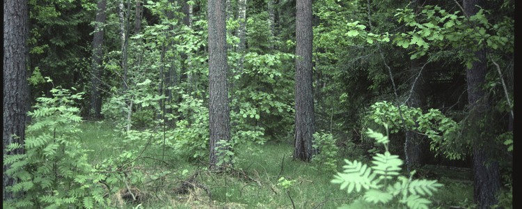 Blandskog.