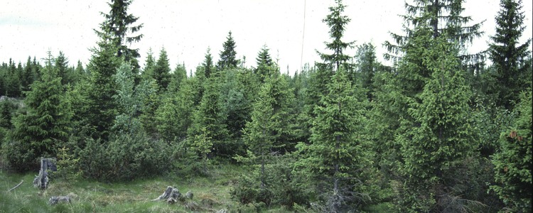 Fjällnära skog. Foto: Rune Ahlander