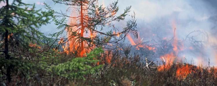 Brand i skog.