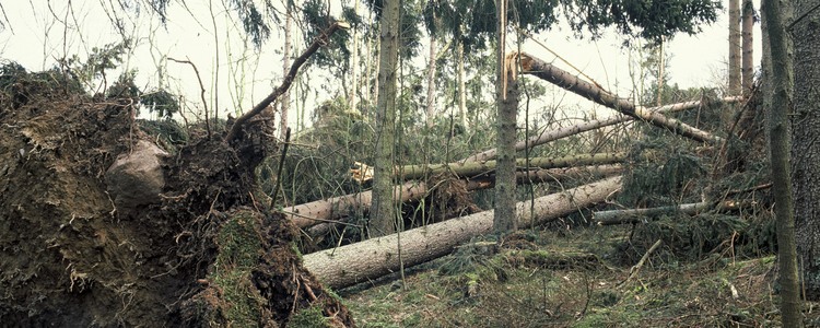 Stormfälld skog. Foto Michael Ekstrand