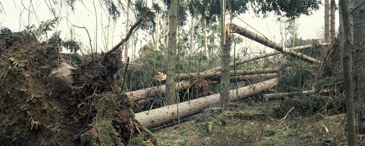 Stormfälld skog. Foto Michael Ekstrand. Foto: Michael Ekstrand