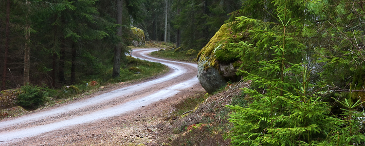 slingrande skogsväg. Foto: mostphotos