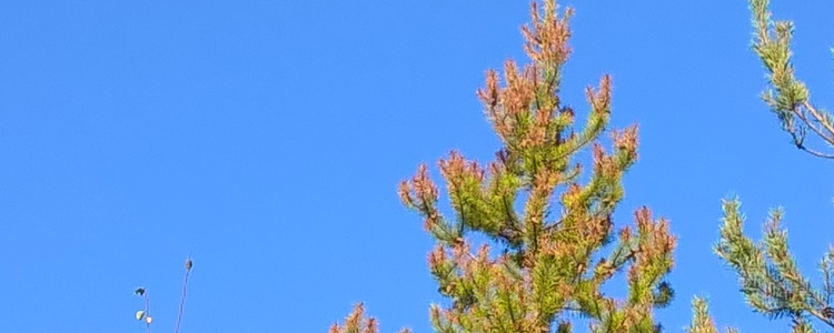 Gremmeniella i en talltopp