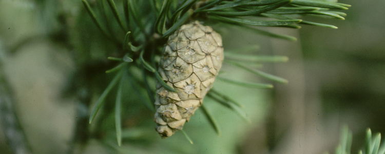 Pine cone. Foto: Michael Ekstrand
