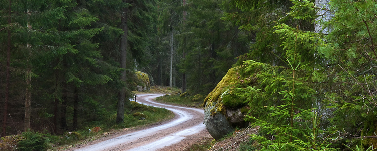 A winding forest road through a spruce forest