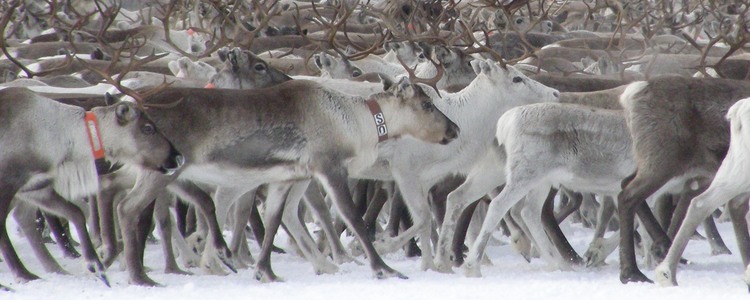Del av renhjord på cirka 2000 renar i Ytterbyn.