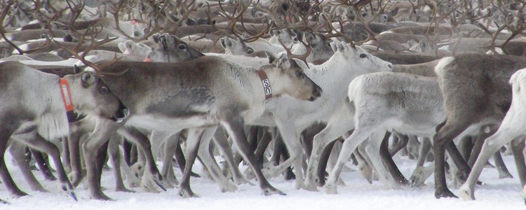 Del av renhjord på cirka 2000 renar i Ytterbyn. Foto: Åke Sjöström