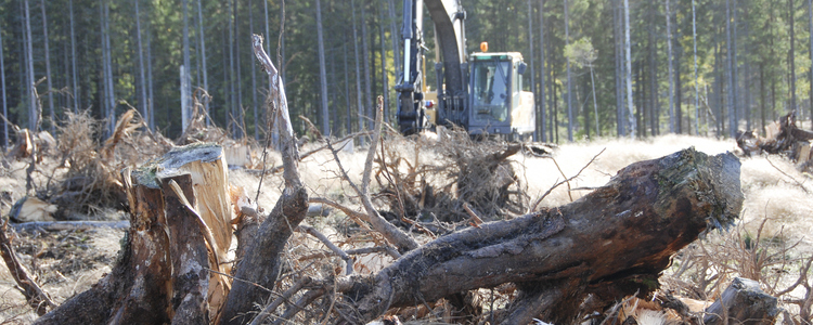 Maskin i skogen. Foto: Rikard Flyckt