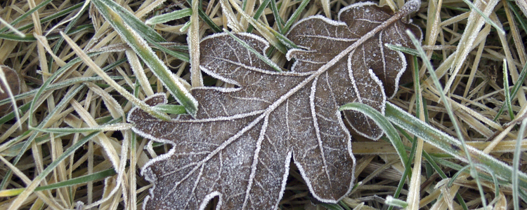 Frostigt löv i närbild. Foto: Josefina Sköld