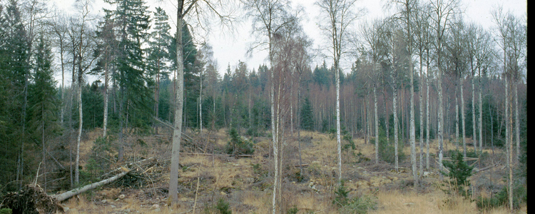 Naturhänsyn i skogen.