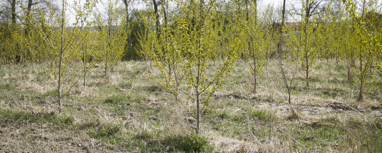 Poppelplantering.