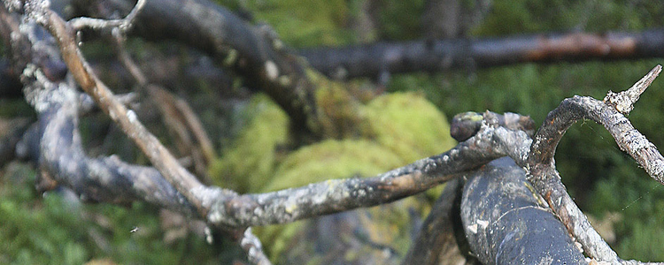 Skogskötselserien omslag