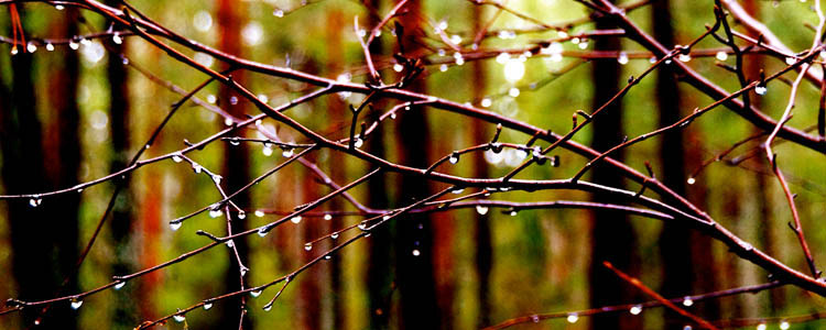 Kala grenar med regndroppar.