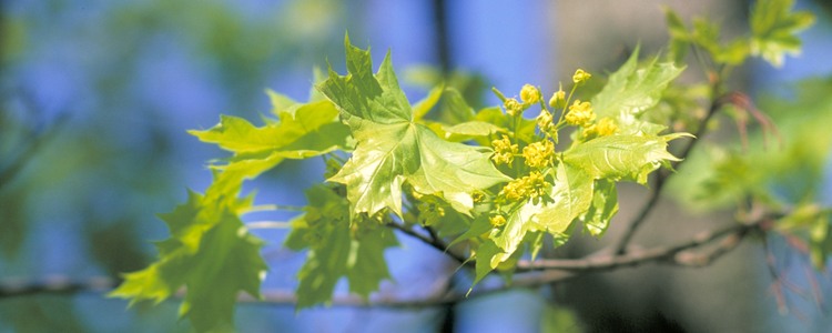 Lönnblad och blommor. Foto: Michael Ekstrand