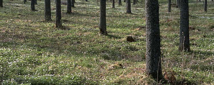 Ekskog