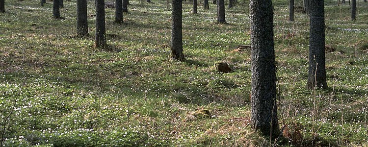 Ekskog. Foto: Michael Ekstrand