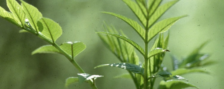 Askplanta 