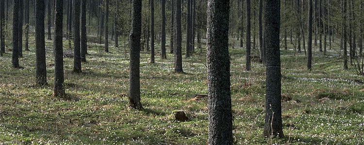 Ekskog. Foto Michael Ekstrand