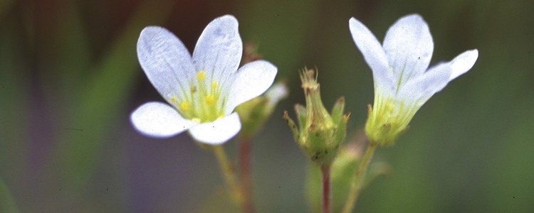 Mandelblomma