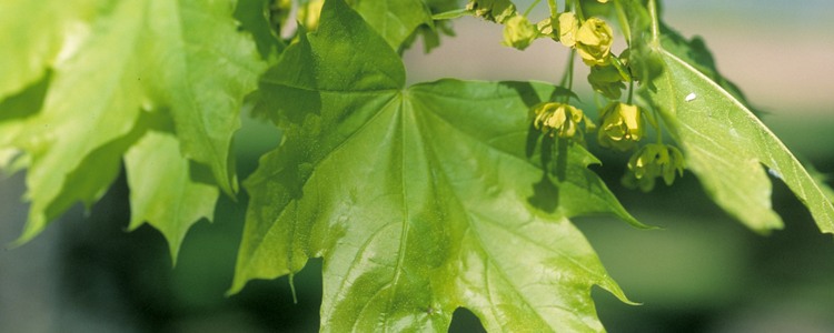 Lönnblad och blommor. 