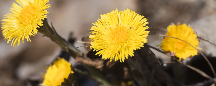 Tussilago. Foto: Mostphotos