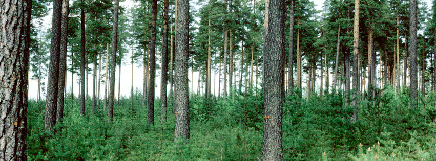 Fröträd tall. Foto Michael Ekstrand. Foto: Michael Ekstrand