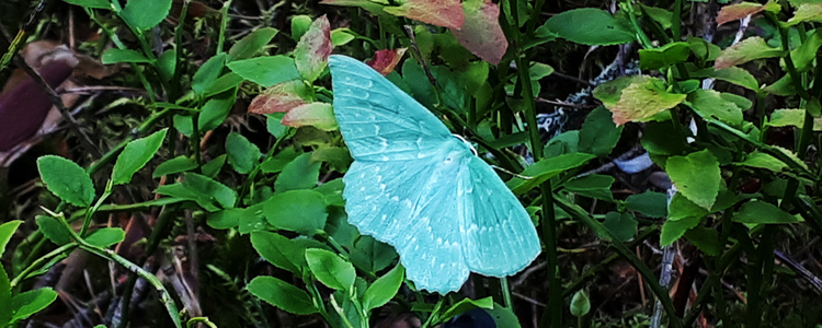 Foto på fjärilen Dagfjärilsmätare, som trots namnet flyger på natten. Larv oftast på björk. Larven ser ut som en torr kvist.