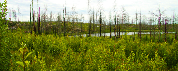 Från brandfälten i Västmanland. Foto. Foto: Josefina Sköld