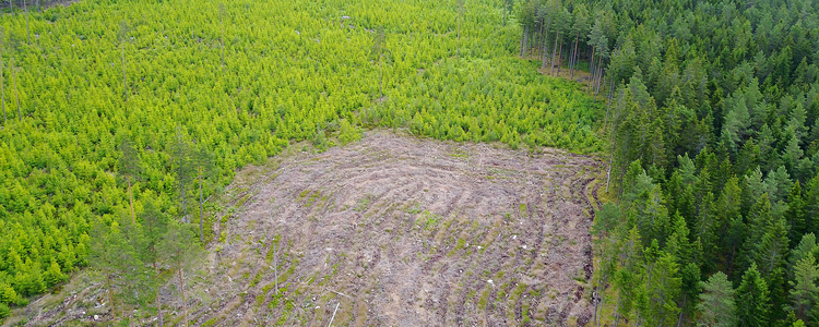 Skog sedd från ovan. Foto: Anton Holmström