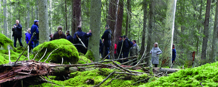 Grupp med människor i skogen.