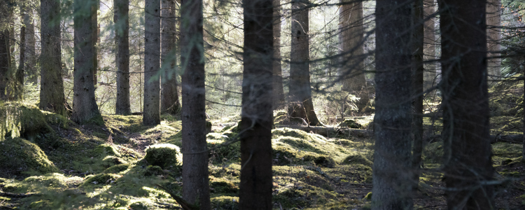 Solen skiner igenom tät skog. Foto: Michael Ekstrand