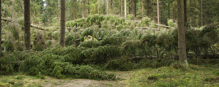 Stormfälld skog efter stormen Gudrun 2005. 