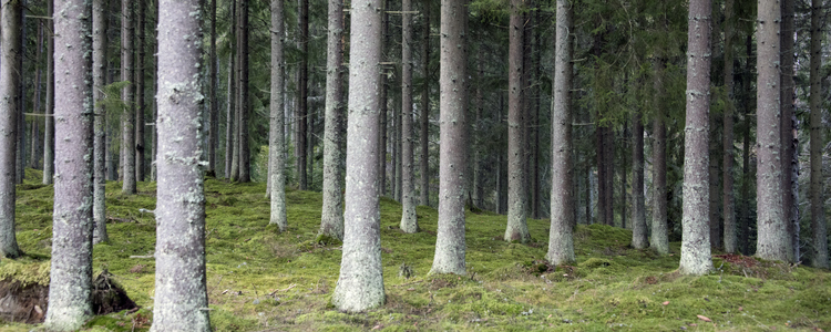 Tallskog. Foto: Michael Ekstrand