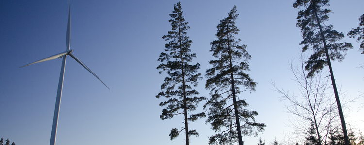 Ett vindkraftverk och några talltoppar mot en blå himmel. Foto: Michael Ekstrand